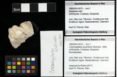 Foto (Objekt + Etiketten) von Cracensigillatus acutirostris (Moericke, 1889)